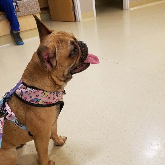 frenchie unicorn harness